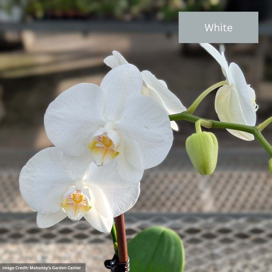 Orchid – Mini Pot
